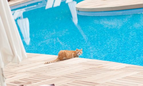 ginger-cat-laying-near-the-pool-on-vacation-2023-11-27-04-52-18-utc